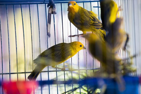 Acciones para conservar la fauna silvestre colombiana 