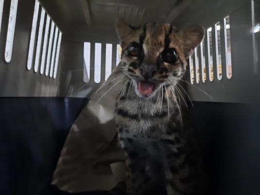 Acciones para conservar la fauna silvestre colombiana 