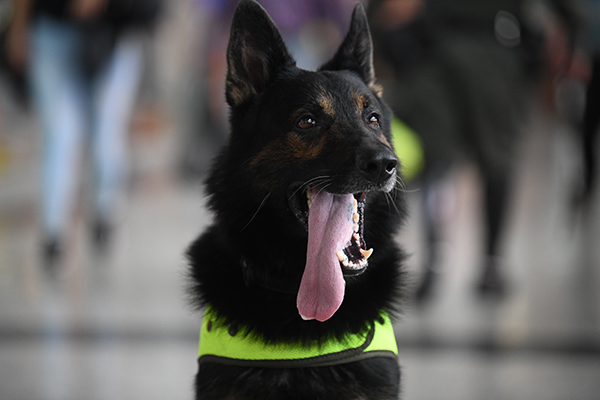 Tres caninos de la especialidad antinarcóticos han detectado más de 700 kilos de droga