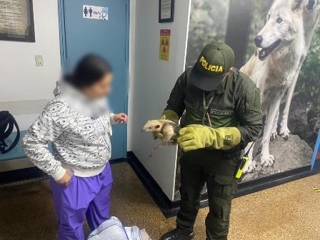 Rescate de fauna