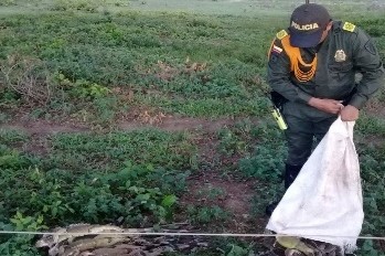 30-iguanas-que-iban-a-ser-comercializadas-fueron-regresadas-a-su-hábitat