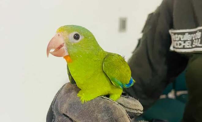Los uniformados incautaron 40 kilogramos de pescado