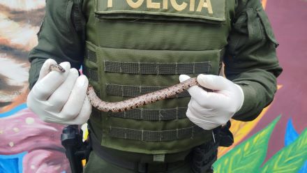aprehensión de una especie de fauna silvestre, identificada como culebra caracolera 