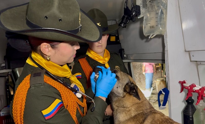 Revisión canino