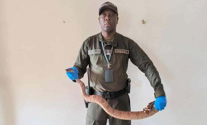 Durante la intervención fueron recuperadas varias especies de fauna silvestre: