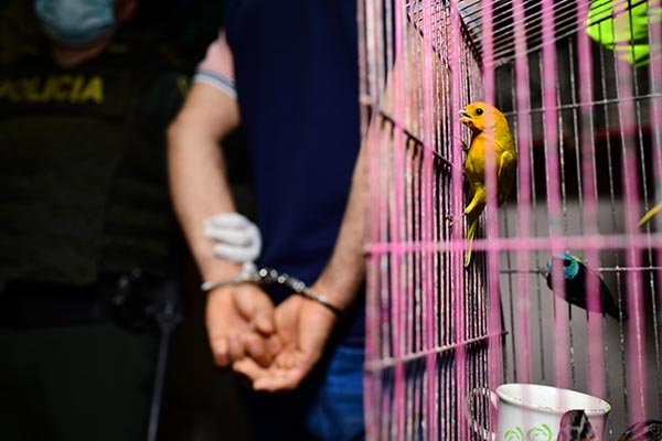 Capturamos persona e incautadas 46 especies de fauna silvestre 