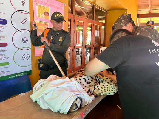 Atención y cuidado veterinario a un jaguar Descripción: Agentes de la Policía y personal especializado atienden a un jaguar bajo sedación, realizando evaluaciones y procedimientos para garantizar su salud y bienestar, como parte de acciones de protección de fauna silvestre