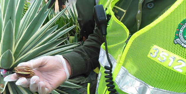 Campaña contra el caracol africano