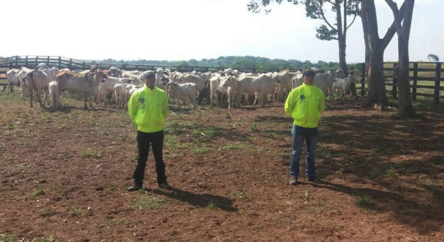 La Policía Nacional-obtiene efectivos resultados contra el hurto de ganado-Meta