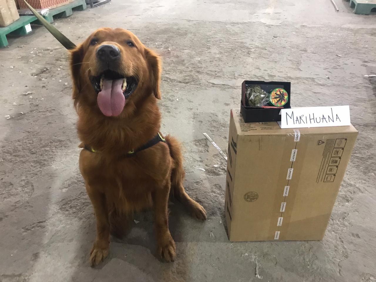 Incautamos sustancias alucinógenas con destino a la cárcel de Acacías-Meta