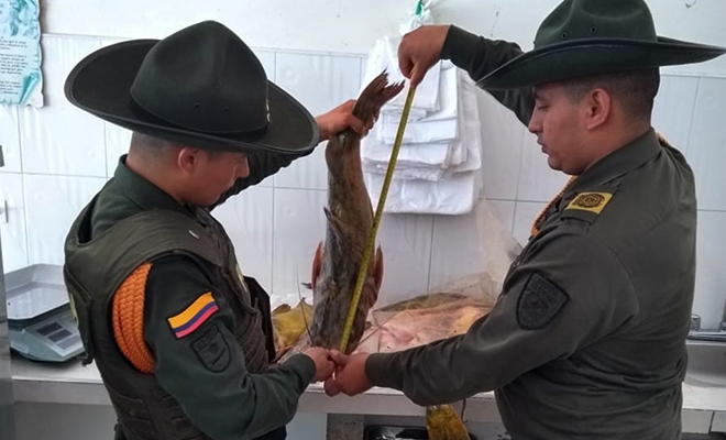 En-Plan-de-Choque-fueron-incautadas-por-salubridad-más-de-dos-toneladas-de-carne