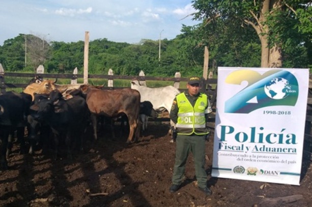 Duro-golpe-al-contrabando-de-ganado