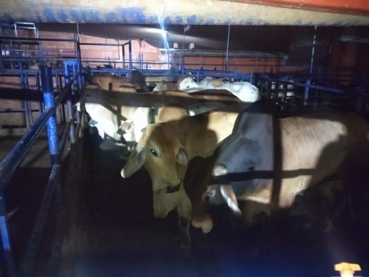 El ganado robado fue recuperado en su totalidad