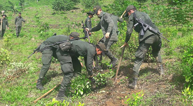 En-el-Meta-la-Policía Nacional-erradicó-118-hectáreas-de-cultivos ilícitos