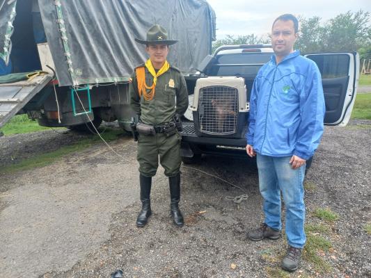 Ocho especies fueron rescatadas en Ibagué