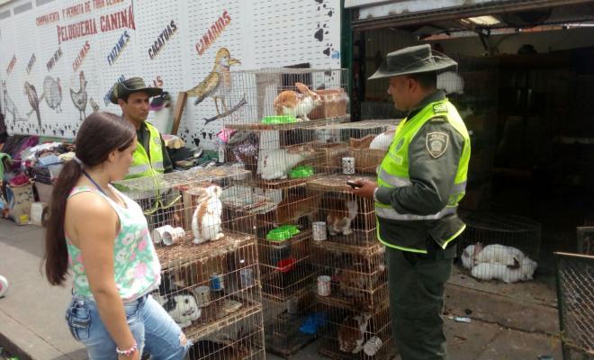 12.400 especies han sido rescatadas en lo que ha transcurrido del año. 