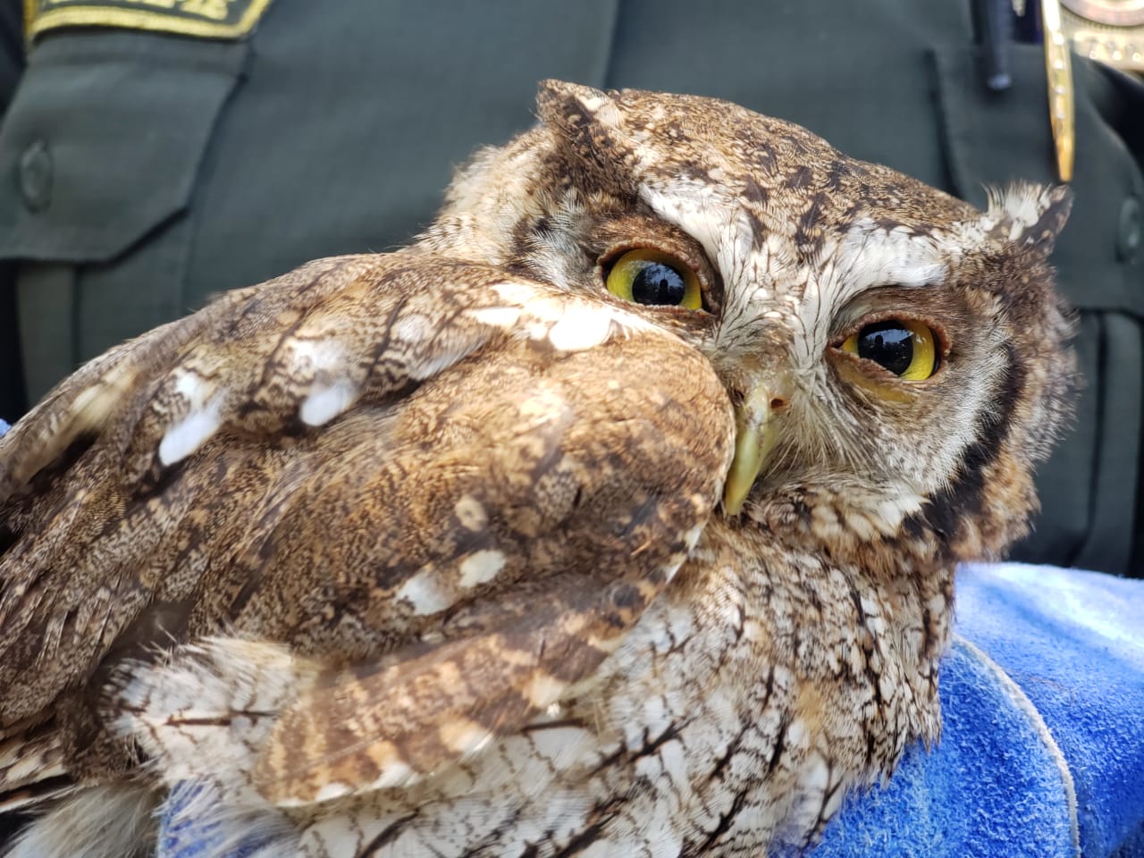 juntos protegemos a los animales