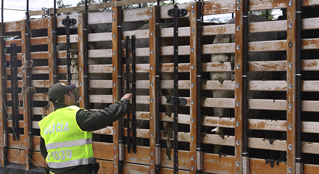 En controles viales-fueron incautados 34 semovientes sin documentos-policia-meta