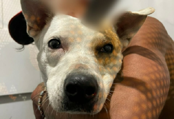 La Policía repudia actos de crueldad animal 