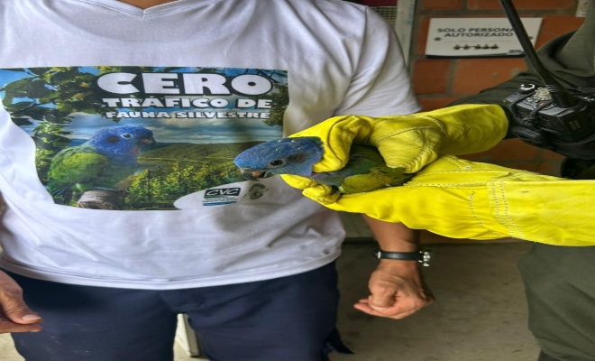 loro sostenido por funcionarios durante un procedimiento de rescate y protección de fauna silvestre