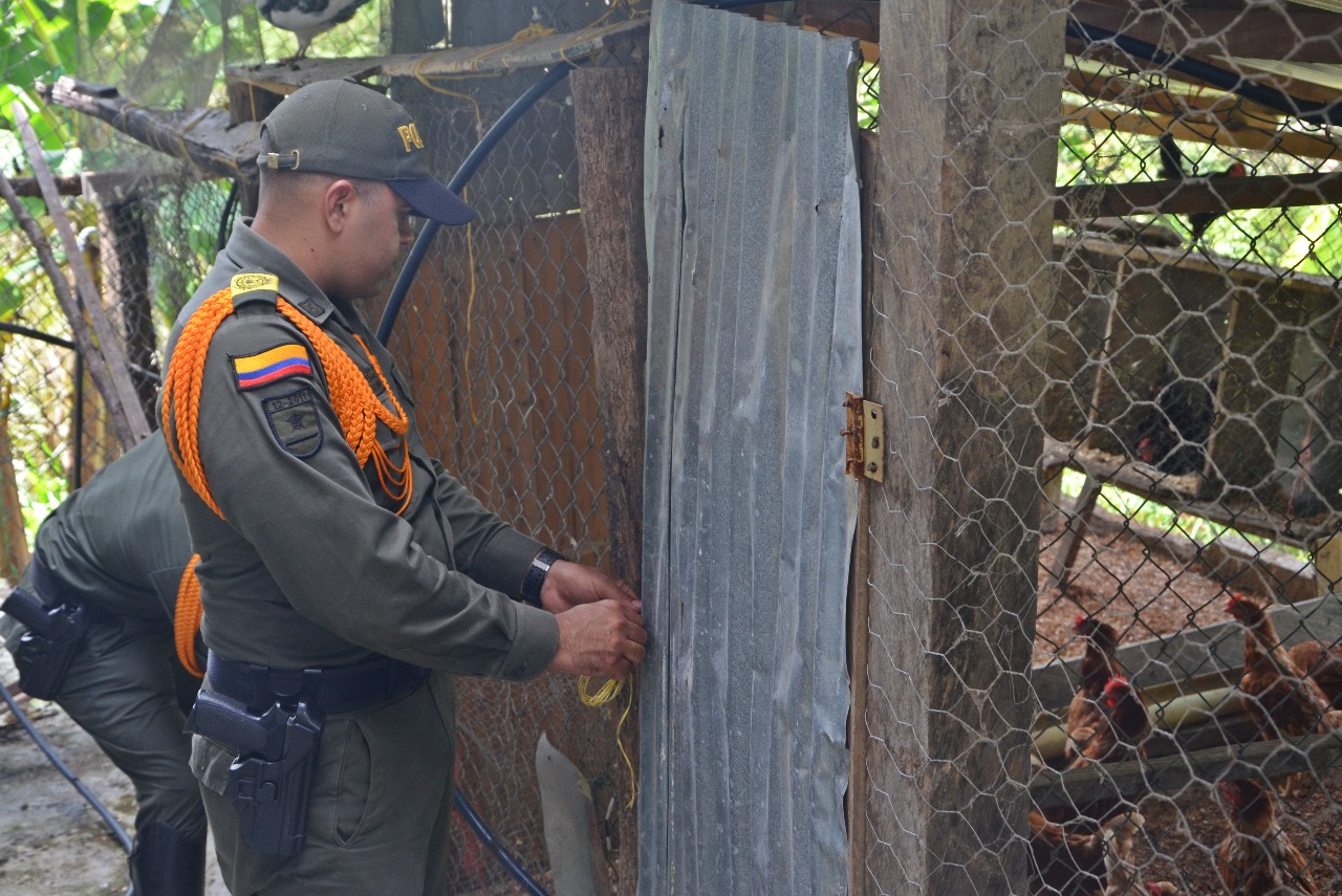Con refugio, alimentación y con medicina son atendidos las diferentes mascotas.