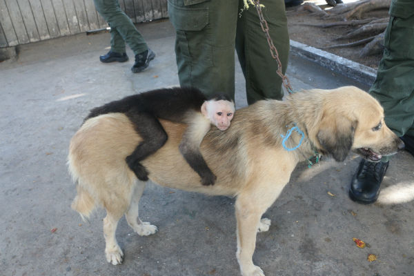 Mico rescatado que fue criado por una canina