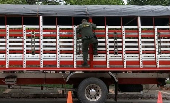 Plan-de-Choque-El-que-la hace-la paga-previene-el-abigeato-en-el-Meta