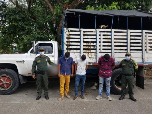 Ofensiva-contra-el-hurto-sobre-cabezas-de-ganado-en-el-Meta