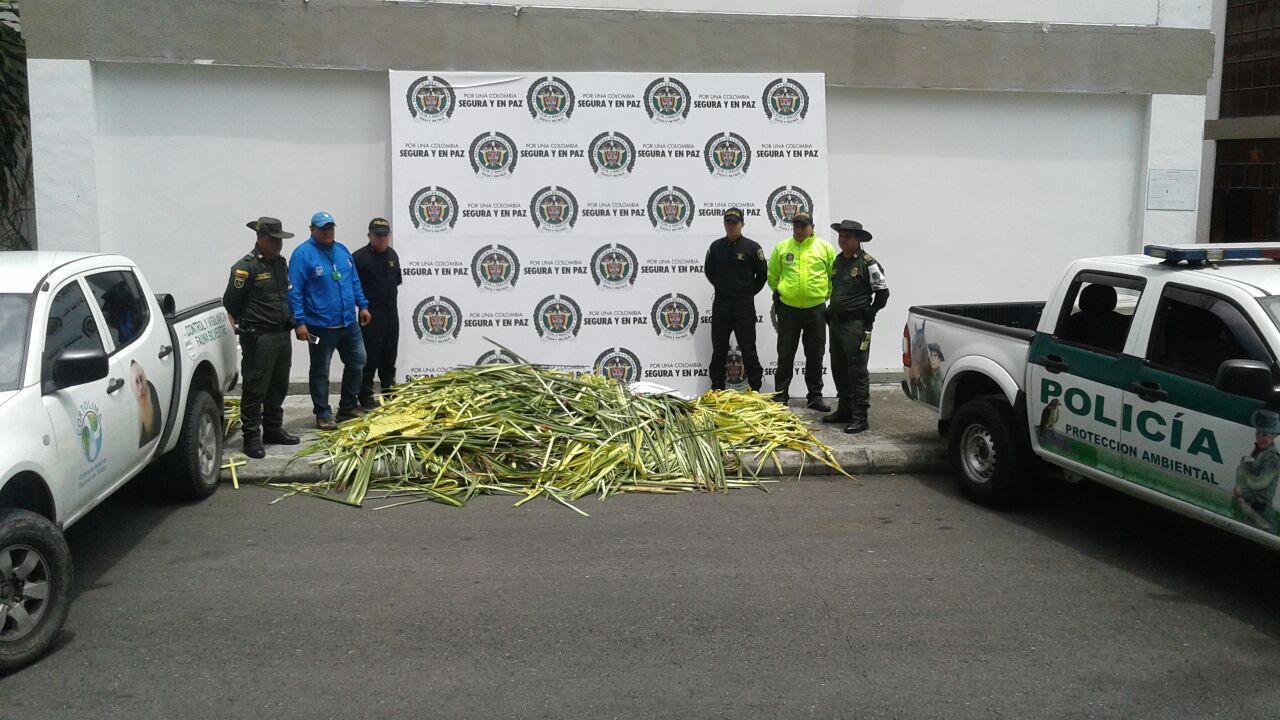 Palma real incautada