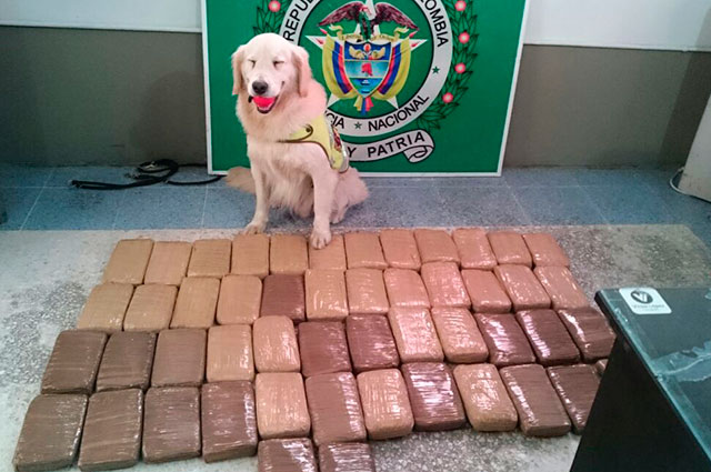 perro-policia-floyd-popayan-colombia