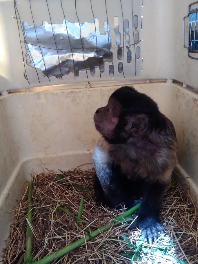 pimate_a_punto_de_ser_liberado