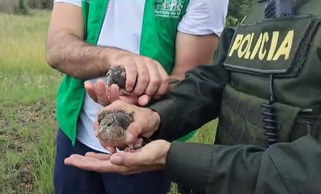 Policía Nacional realizó la liberación de 7 especímenes 