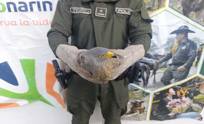 Polic&iacute;a tiene en sus manos un halc&oacute;n 