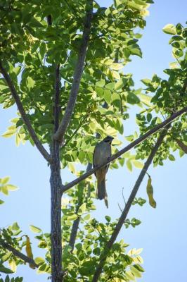 Policías_y_turistas_celebramos_el_Global_Big_Day_en_Santander_4