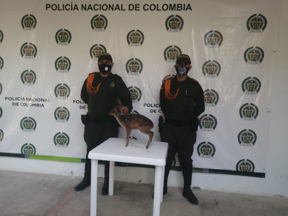 Trabajamos por la protección de los animales silvestres en Tolima 