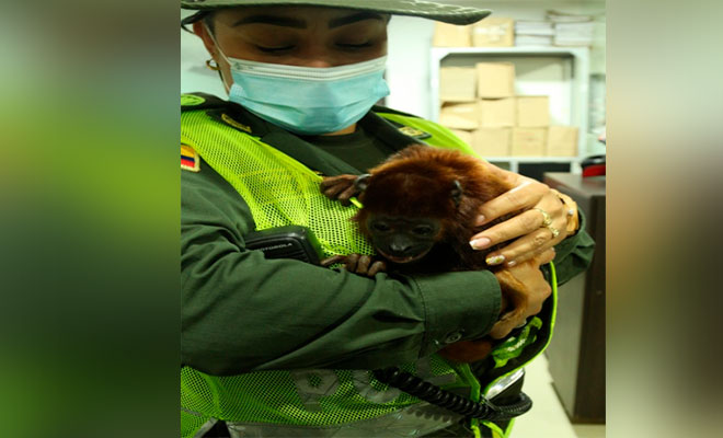 Devolvemos a su hábitat natural un mono aullador en vía de extinción avaluado en  $7.268.208