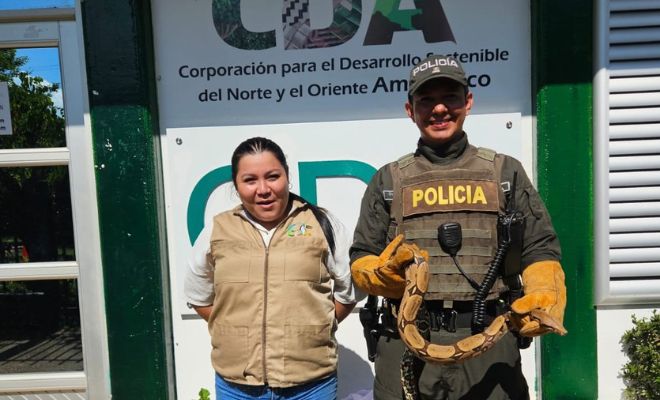 Policía recupera una boa arcoíris y es llevada a la corporación de desarrollo ambiental 