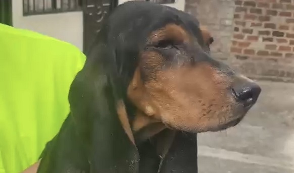 Rescatan canino en mal estado de salud 