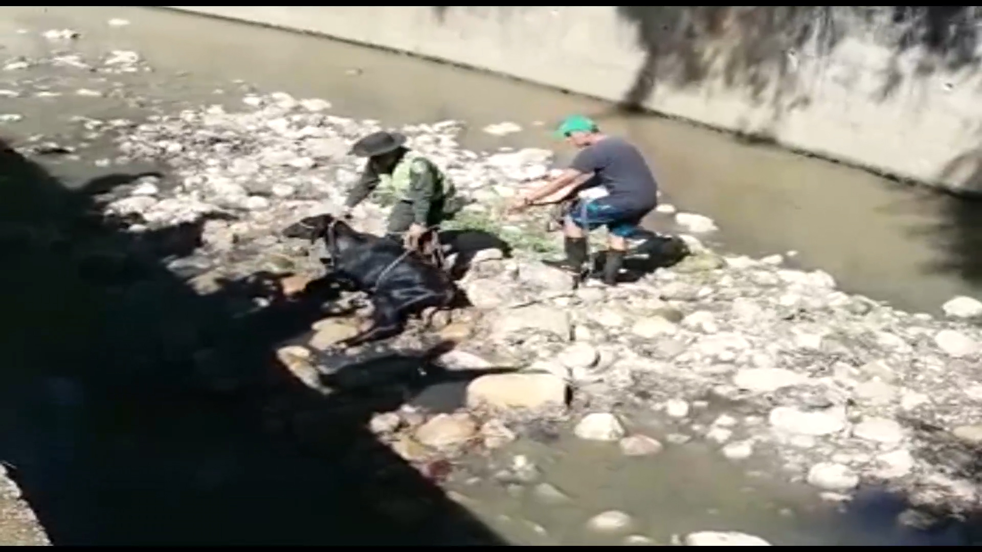 rescate_semoviente_bovino_