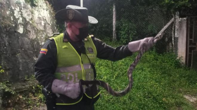 Rescatamos serpiente toche voladora