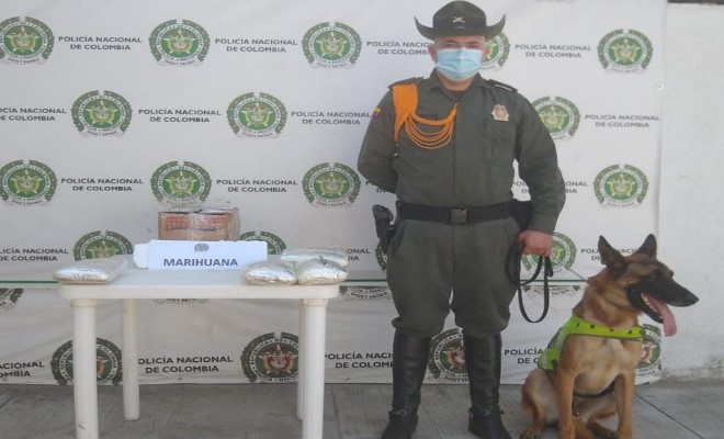 canino.antidrogas