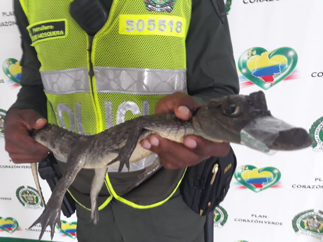 valle-del-cauca-recuperamos-babilla-en-buenaventura