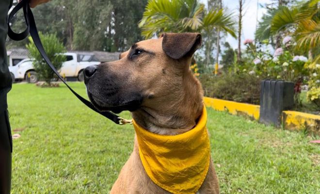 Yo Protejo los Animales